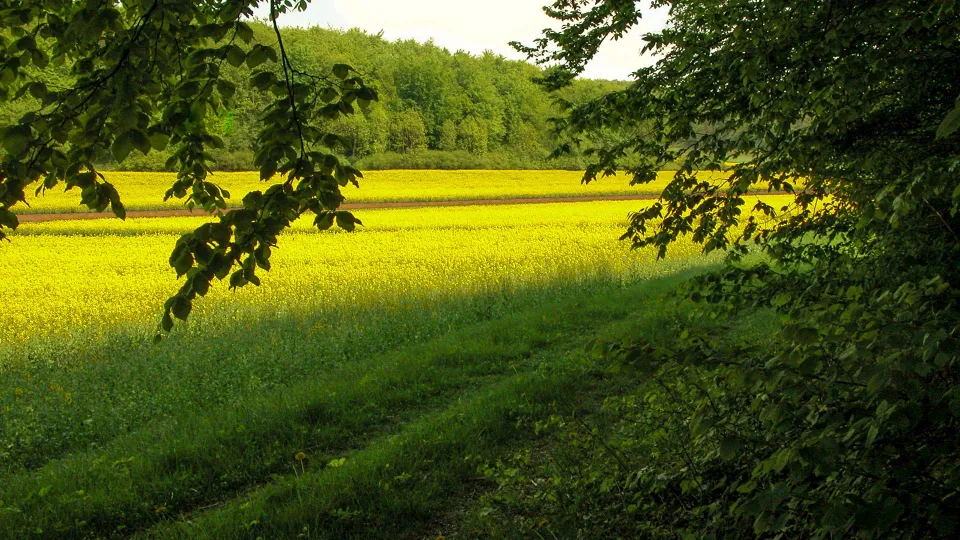 Blühendes gelbes Rapsfeld, im Vordergrund ein Grasweg unter Buchenlaub, hinten Laubwald.