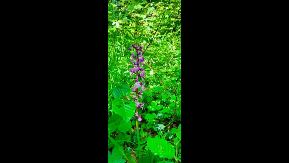 Eine violett blühende Orchidee (Knabenkraut) zwischen frischem grünem Laub im Wald.