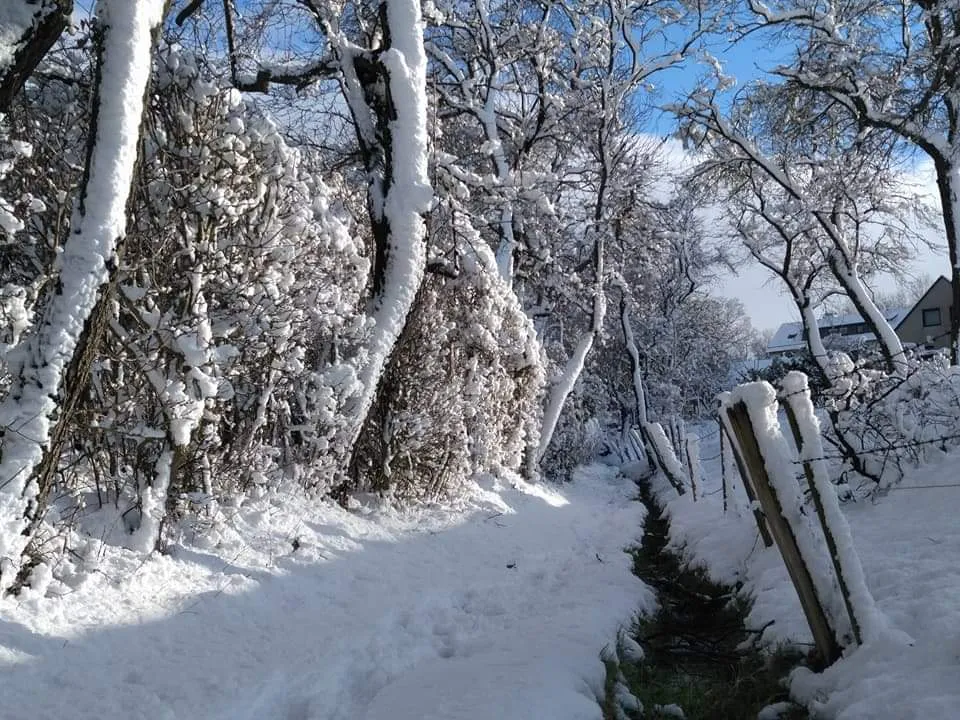 Schneebedeckter Weg zwischen verschneiten Hecken und Obstbäumen, rechts neben dem Weg ein schmaler Graben, der Bachlauf, dahinter ein Weidezaun.